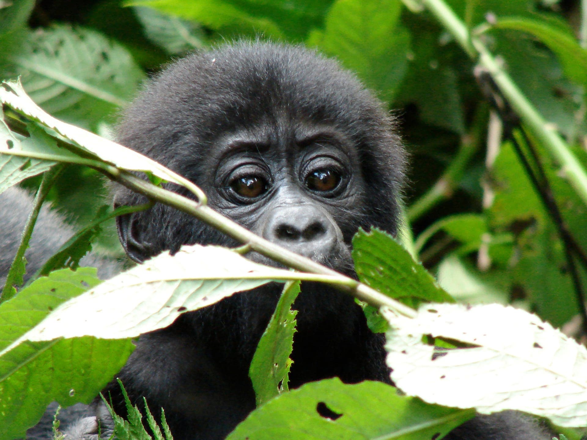 Young mountain gorilla in Rwanda