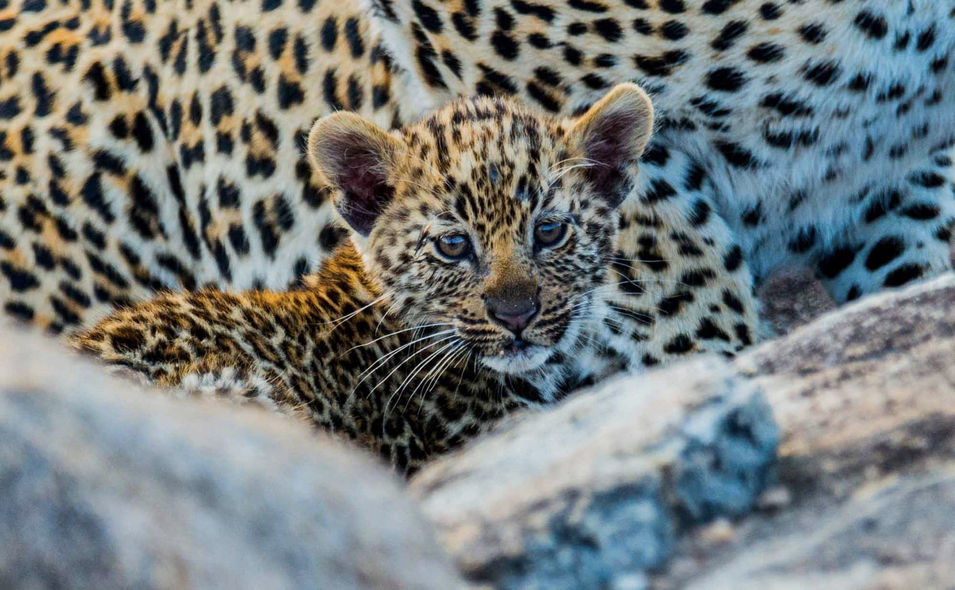 A leopard cub in the bush — the kind of close encounter Zimanga’s hides are known for
