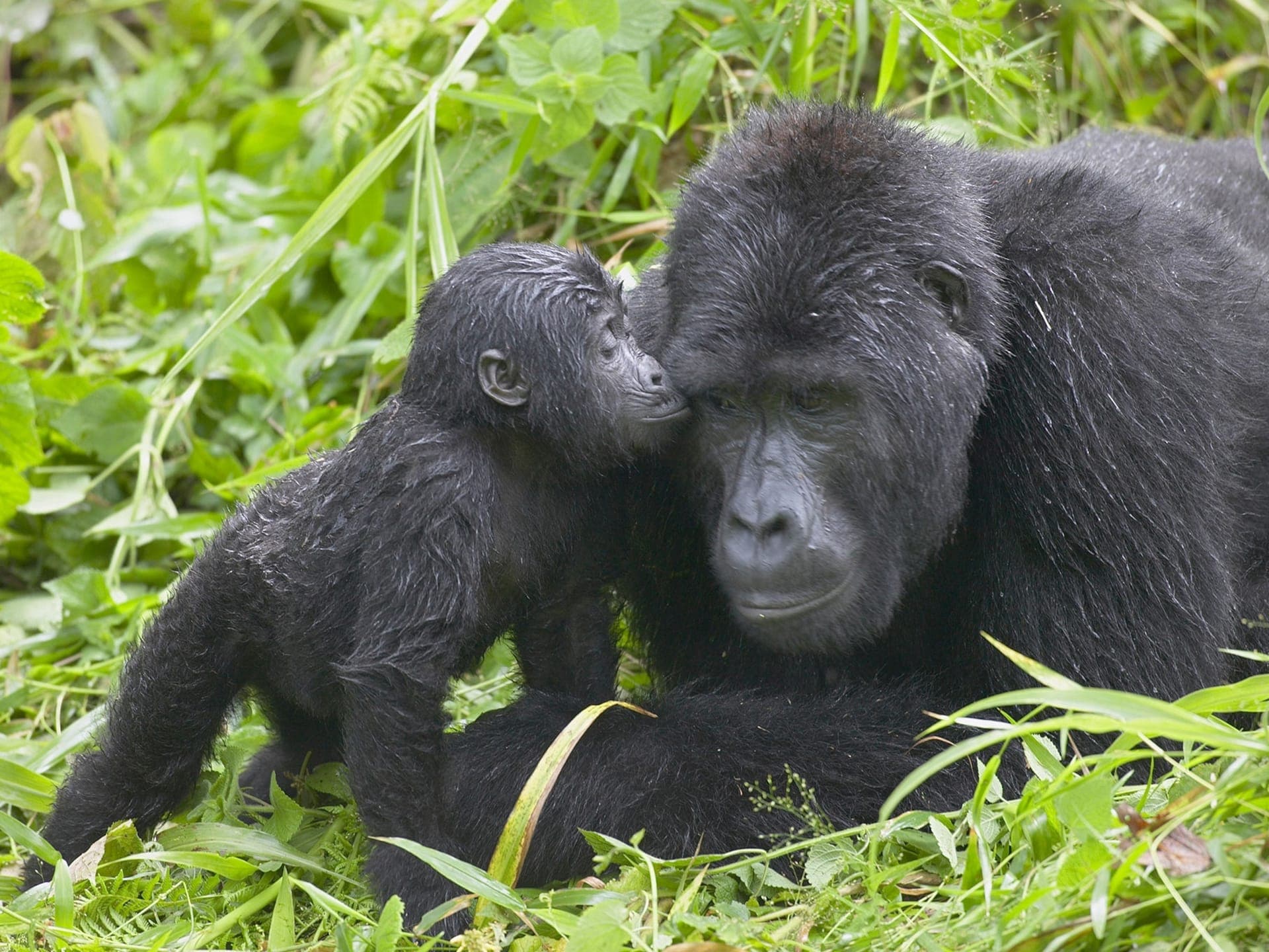 A mountain gorilla and infant in the forest in Uganda
