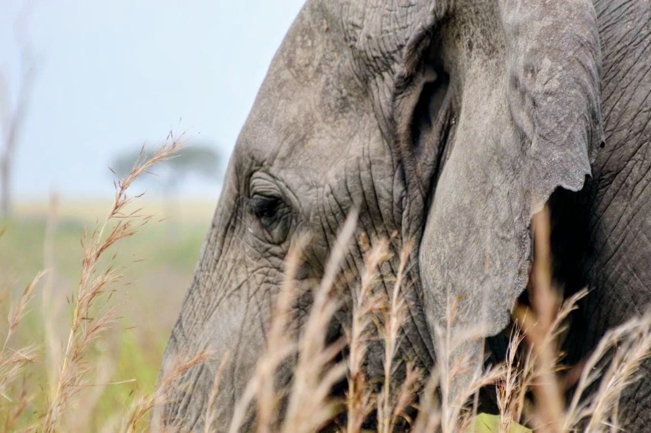 Close view of an elephant in tall grass — tusk country