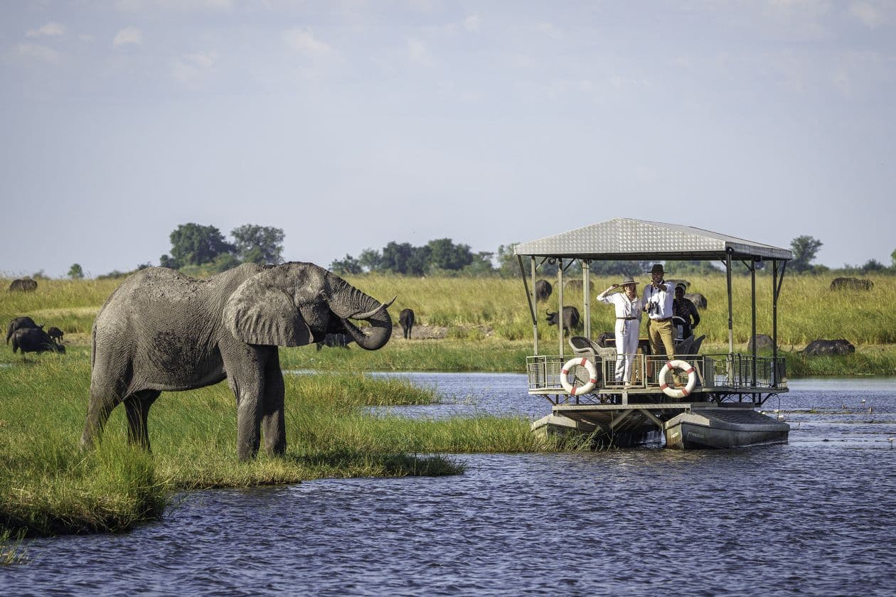 Chobe Game Lodge safari boat with an elephant on the river