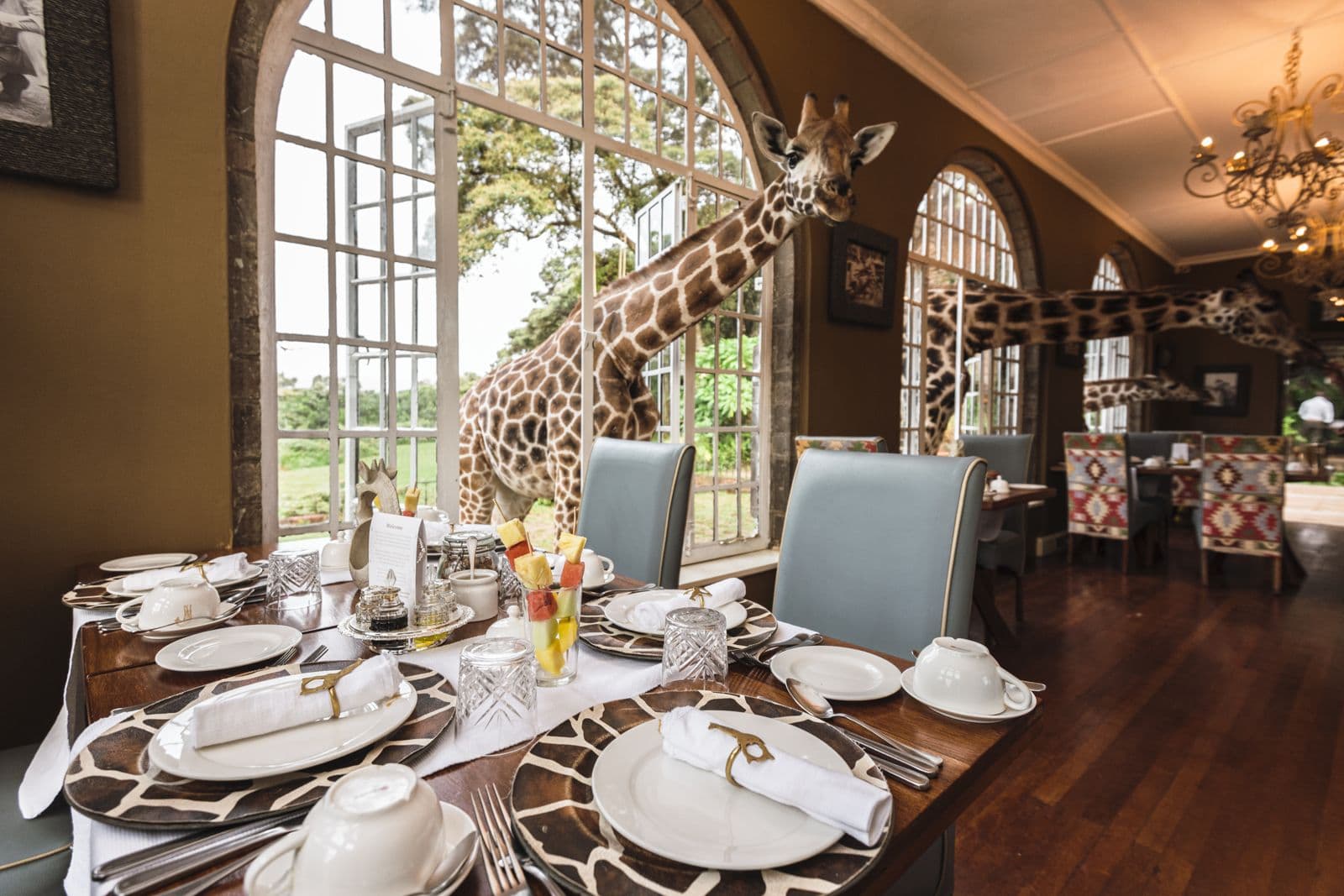 Giraffes joining breakfast at a Kenyan lodge