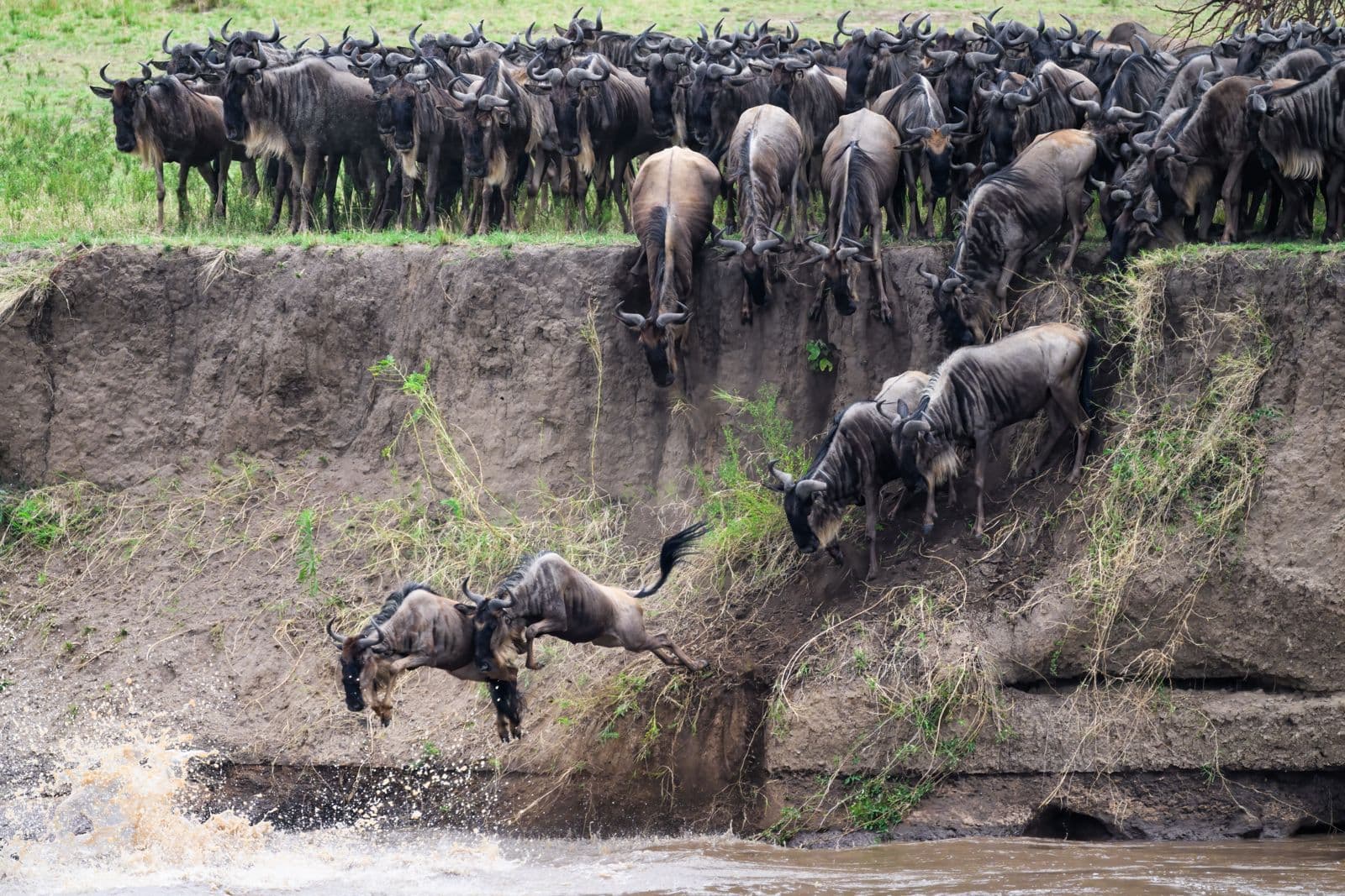 Wildebeest migration crossing the plains of Kenya