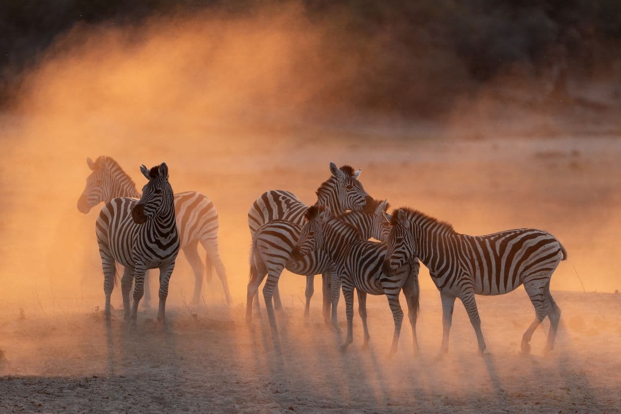 Zebra at sunset on the Boteti River