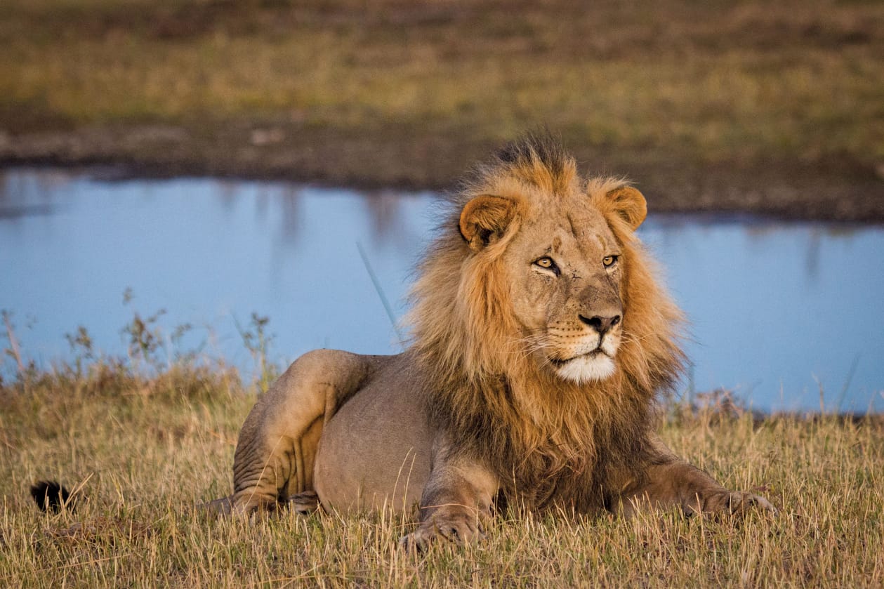 Lion along a river track