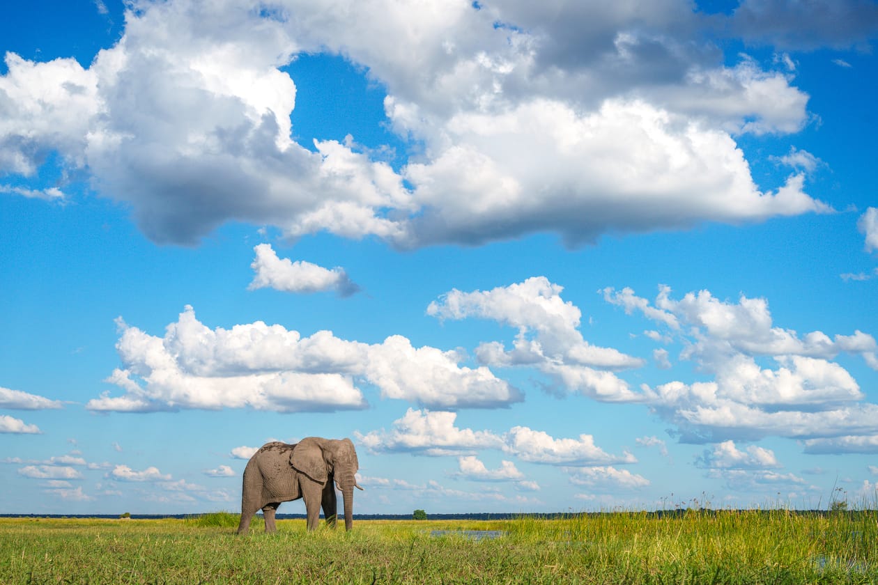 Elephant at Chobe Game Lodge