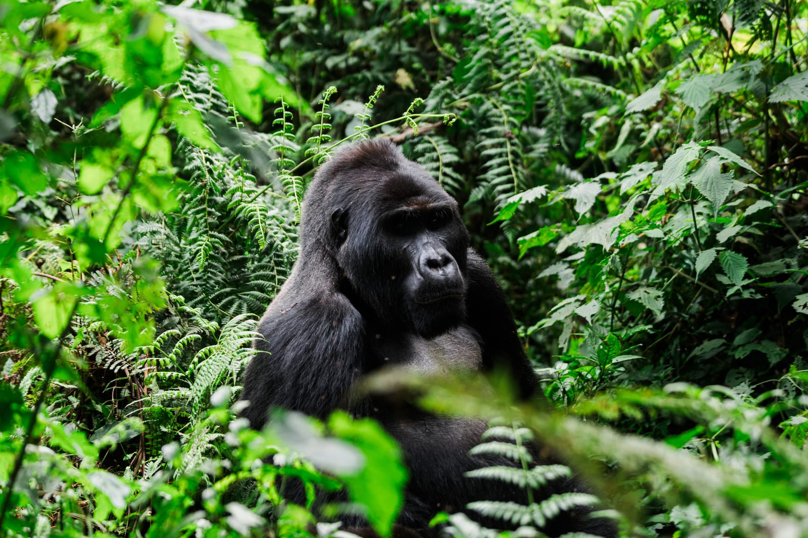 Mountain gorilla in its natural forest habitat