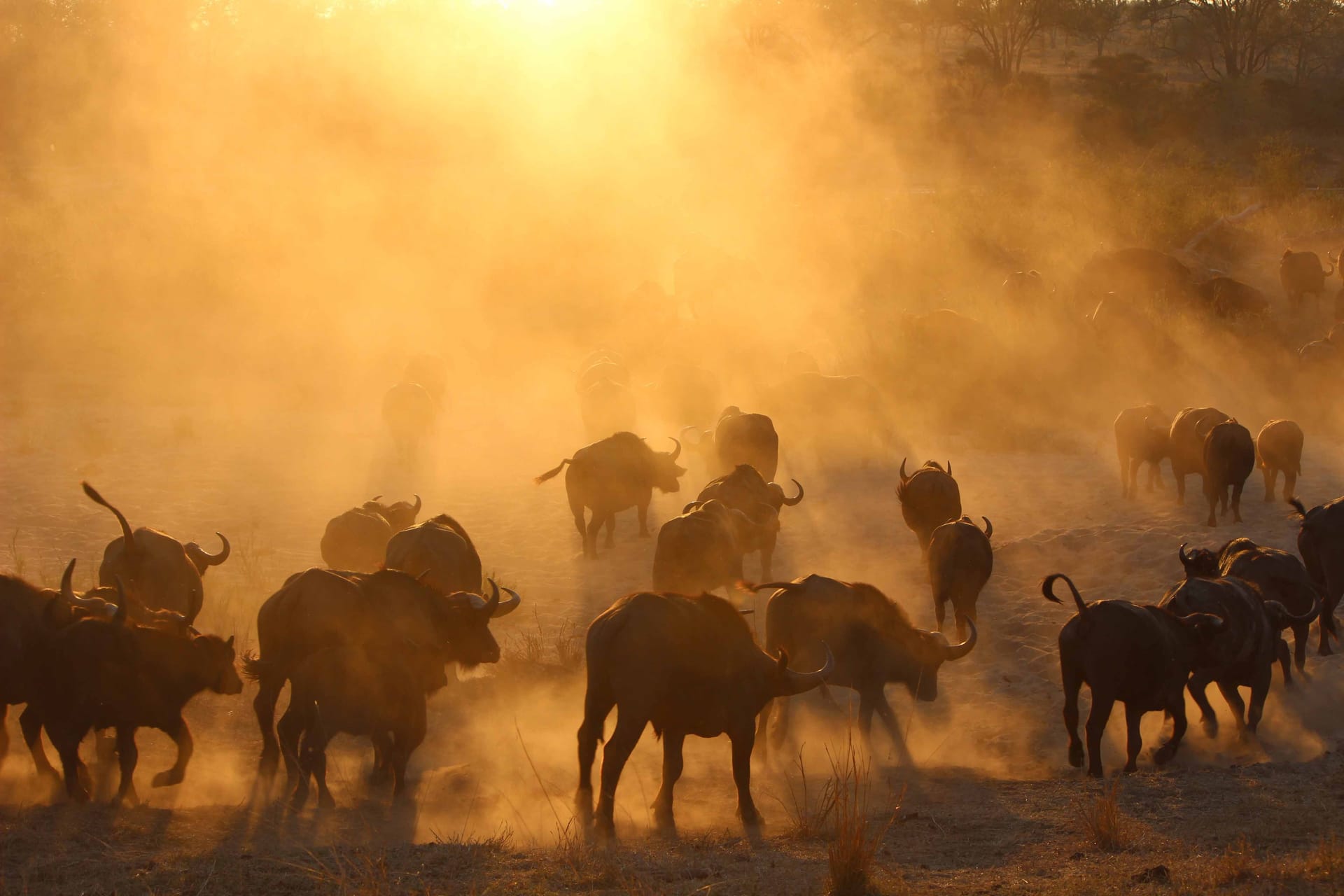 Wildebeest migration across the plains